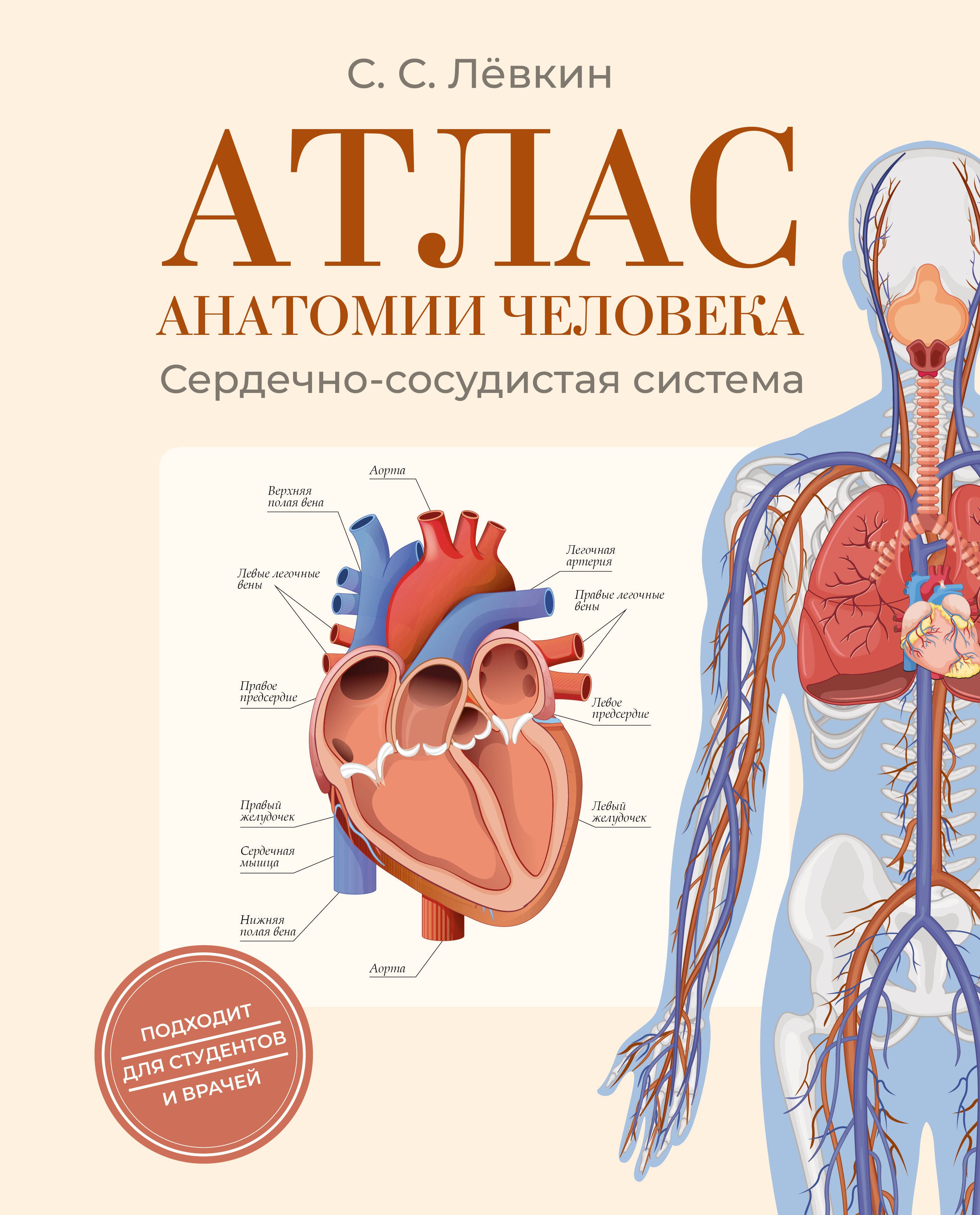 Атлас анатомии человека. Сердечно-сосудистая система (тв.пер.)