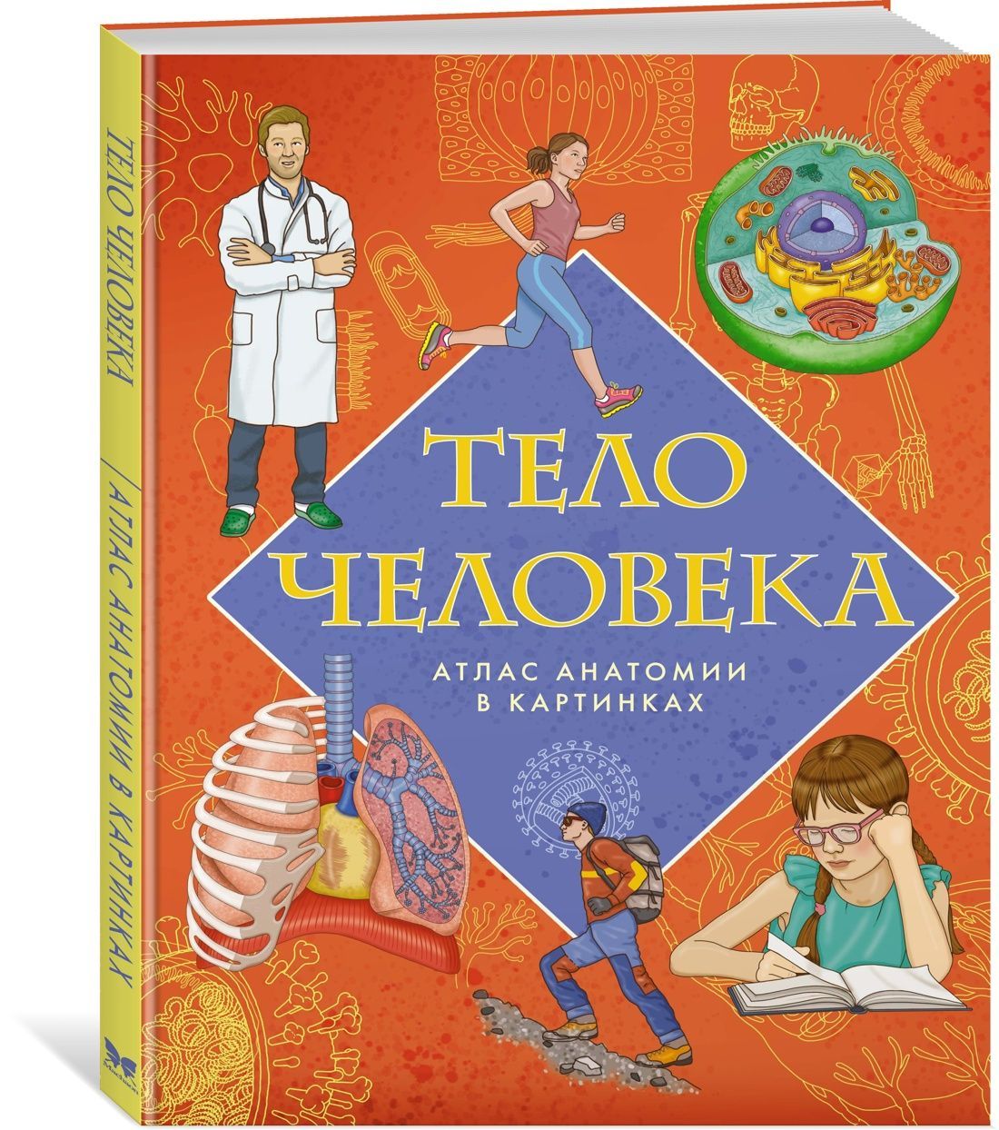 Тело человека. Атлас анатомии в картинках